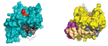 Image: Structures of the adenovirus proteinase in inactive form (turquoise) and activated (yellow) by binding of a cofactor (beige), in association with a promising inhibitor compound identified in this research (circular "ball and stick" molecule). In the inactive form, left, the inhibitor blocks the "pocket" into which the cofactor binds, thus preventing the enzyme from becoming active. In the fully activated enzyme, right, the inhibitor binds in the now-exposed protein-cleaving "active site," thus blocking the enzyme's protein-cleaving ability. The fact that this inhibitor works to disable the proteinase in two different ways at two different sites increases the chance that drugs based on this compound will be successful at fighting adenovirus infection. It also makes it less likely that adenovirus will develop resistance to such drugs (Photo courtesy of Brookhaven National Laboratory).